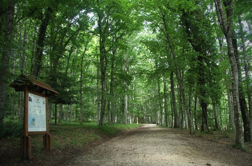 Siccità, l'Ente Parco Nazionale del Gargano chiede stato di calamità