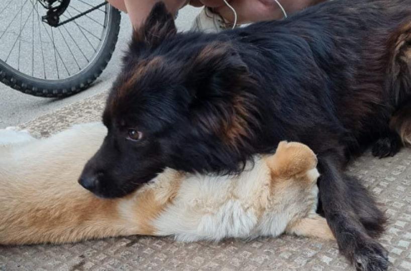 L'amicizia tra due cani di quartiere a Conversano distrutta da un'auto pirata che investe e ammazza uno dei due