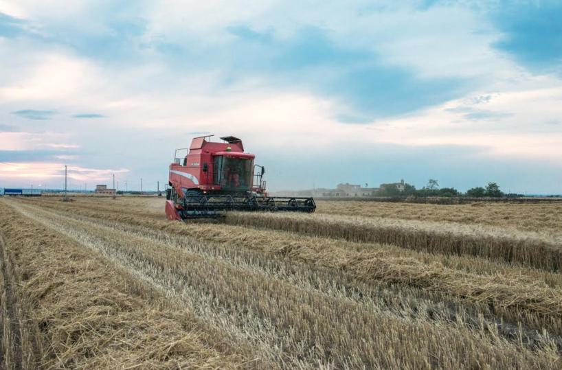 Puglia, giù il prezzo del grano duro: agricoltori nella «tempesta»