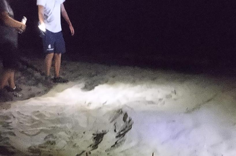 A Marina di Taranto i primi nidi di Caretta caretta