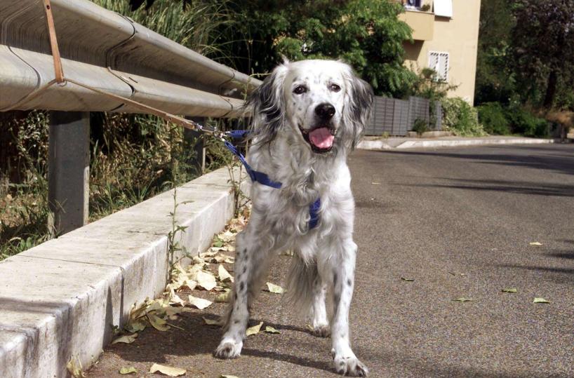 Cani abbandonati in estateil servizio costa 40mila eurol’Amministrazione adotta Max