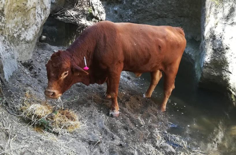 Matera, toro precipita in una gravina: salvato dai vigili del fuoco