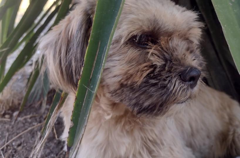 Abbandonano due shih tzu a San Severo, Enpa li recupera e lancia un appello