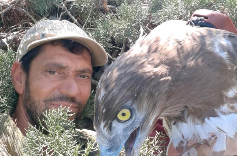 L’aquila dei serpenti vola nell’azzurro dei cieli lucani