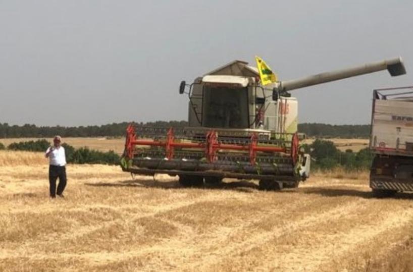 Grano, prezzi in caduta: i produttori sono in ginocchio