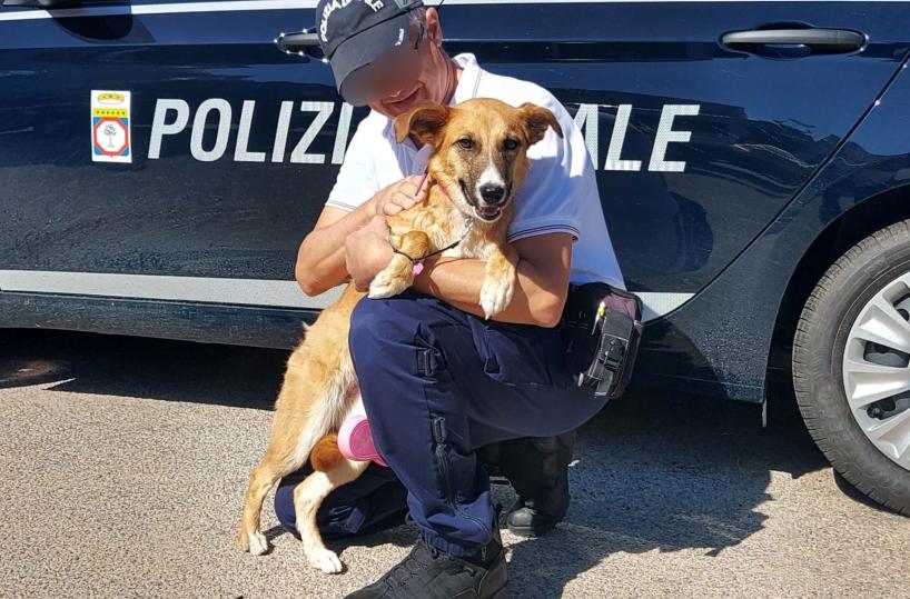 Foggia, identificata e denunciata la donna che abbandonò il cane per strada davanti al figlio in lacrime