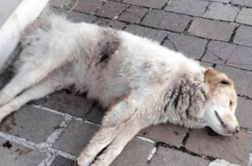 Orrore a San Giovanni Rotondo, ucciso il cane «amico» dei fedeli del convento