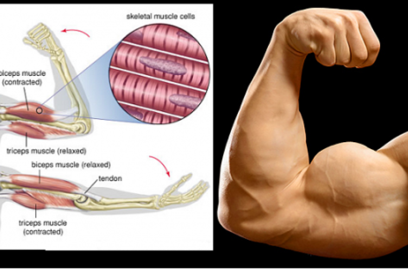 Ingrossare i muscoli: dite no agli anabolizzanti, meglio la palestra