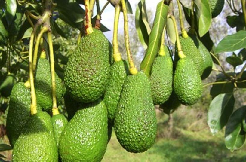 Col caldo la frutta esotica diventa business: la Puglia in prima fila