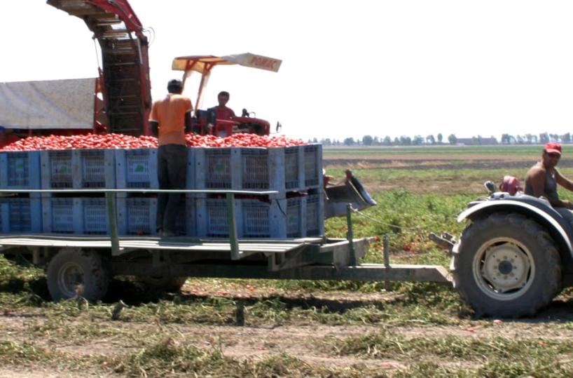 Foggia: strade impraticabili, il pomodoro alla pianta 