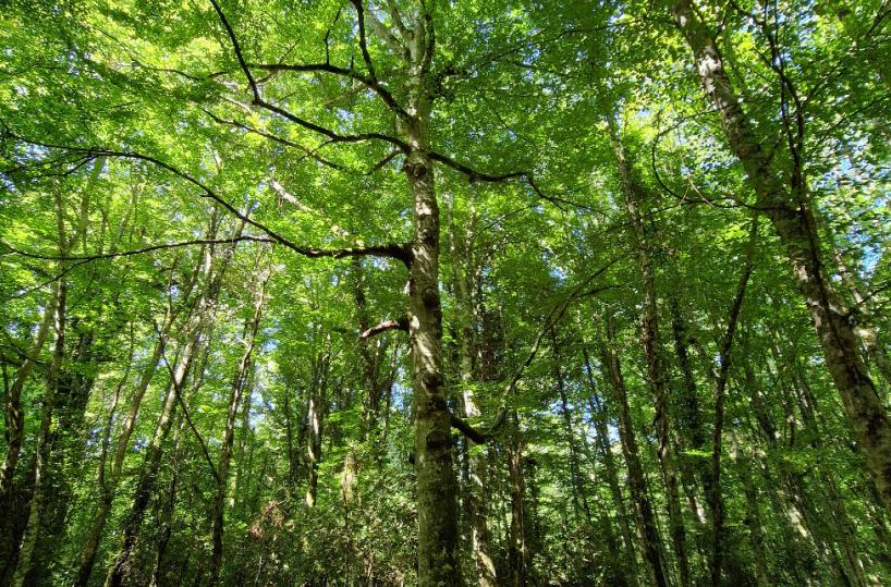 Foresta Umbra assediata dalla siccità