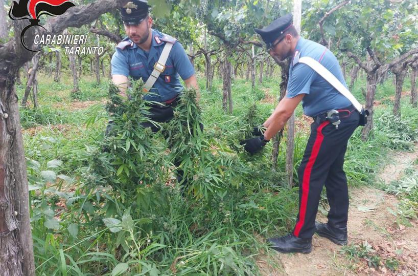 Laterza, sequestrata maxi piantagione di marijuana: 3 arresti