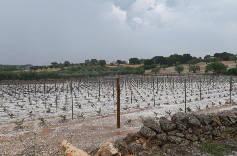 Maltempo e siccità: in Puglia danni all'agricoltura per oltre 200 milioni