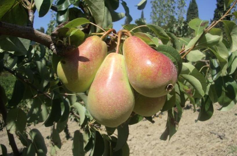 Dopo l’incubo Xylella il Salento rinasce con la pera «Eden»