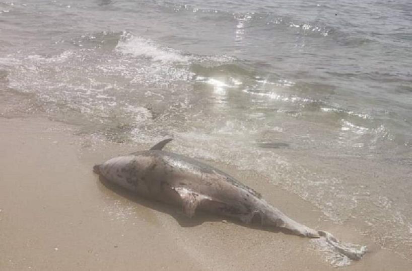 Taranto, 3 delfini spiaggiati a Piri Piri. Avvistati 4 squali a Torre Borraco