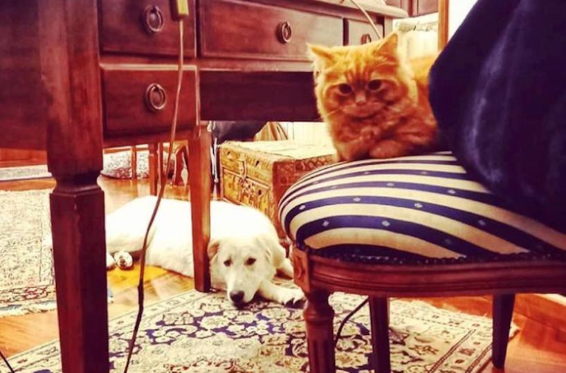 Cani e gatti, senza sfumature di grigio