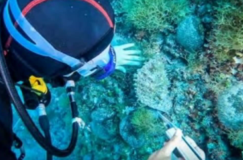 Isole Tremiti, torna la nacchera di mare: un mollusco ritenuto estinto