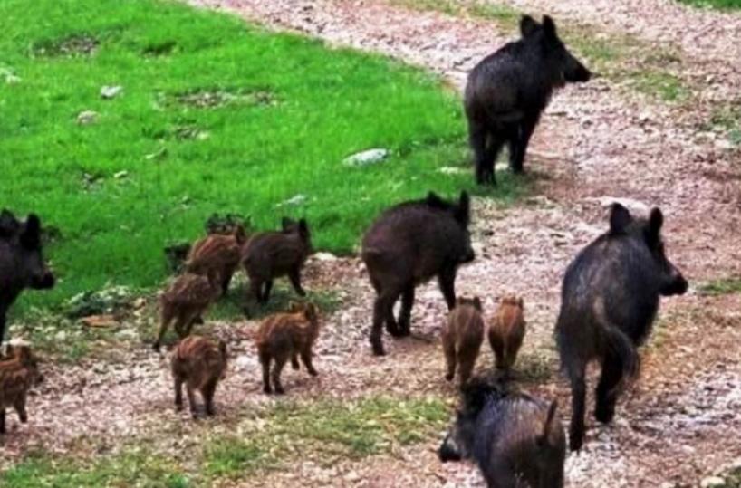 Così rischiamo tutti di restare preda dei cinghiali invasori