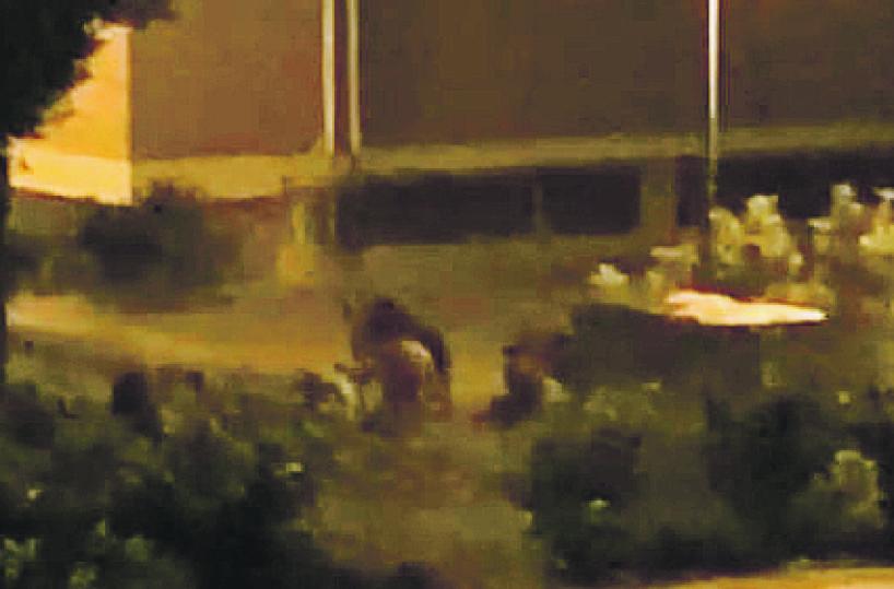 Matera, incubo cinghiali tra i palazzi in cerca di cibo