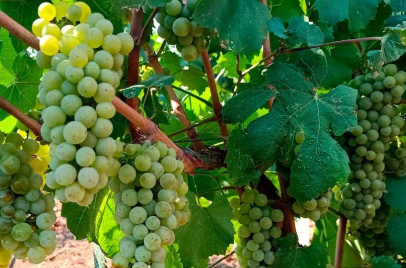 Al via la vendemmia in Puglia tra rincari e clima impazzito