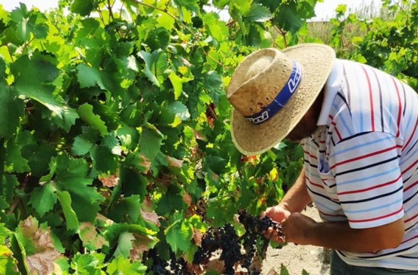Annata orribile per la campagna foggiana, colpa del caro-bollette