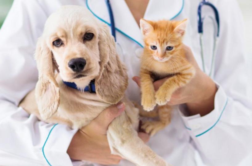 Farmaci, piccoli trucchi utili per la somministrazione a cani e gatti
