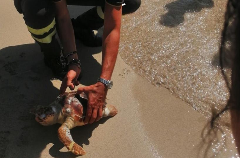 Gallipoli, tartaruga Caretta Caretta spiaggiata priva di vita