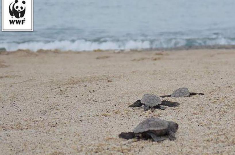Nido di Caretta Caretta a Taranto: si schiudono le prime uova, nate 31 tartarughine