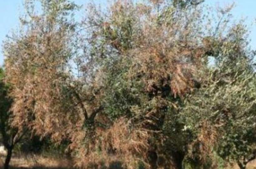 Aspiranti onorevoli,  battete un colpo per salvare gli Ulivi