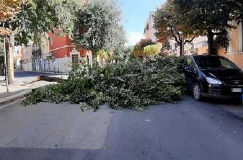 Maltempo: forte vento, grosso tronco crolla su viale a Barletta