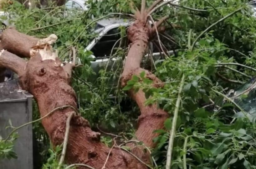 Ostuni, vento forte sradica ramo di un albero: distrutte 2 auto