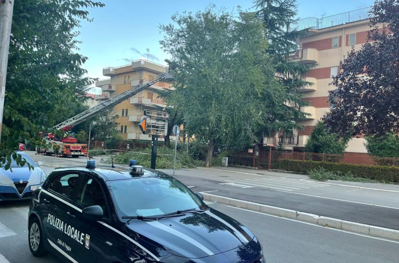Raffiche di vento a Foggia: cadono alberi e pali della luce 