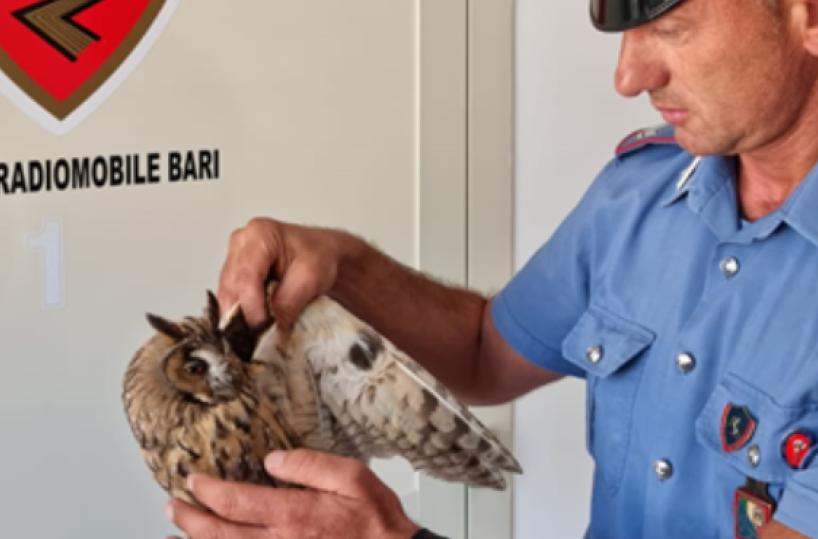 Bari, gufo ferito viene salvato da un Carabiniere