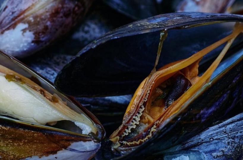 Taranto, nel Mar Piccolo non si potranno più impiantare cozze straniere