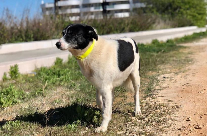 Bari, addio a Willy: il cane di Sant'Anna è volato in cielo