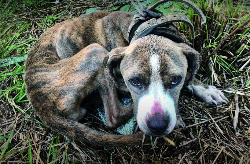 Alessandra Amoroso testimonial raccolta fondi per acquistare ambulanza per animali in difficoltà