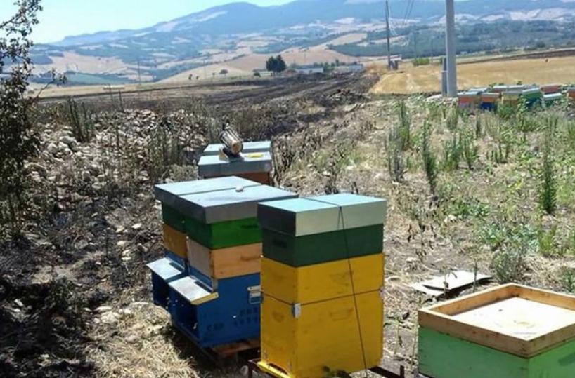 Matera, parte il progetto «Apincittà» protocollo fra l’Arma dei Carabinieri e la Federazione apicoltori italiani