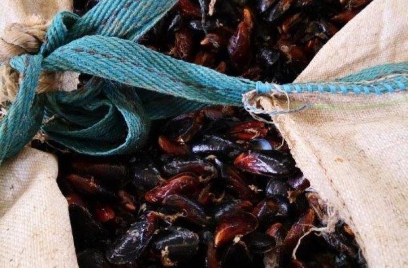 Brindisi, sequestrato allo sbarco un carico di 4 tonnellate di cozze nere