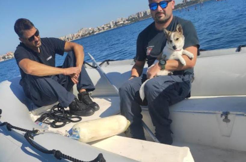 Taranto, Guardia Costiera salva un cucciolo che si era perso su una scogliera