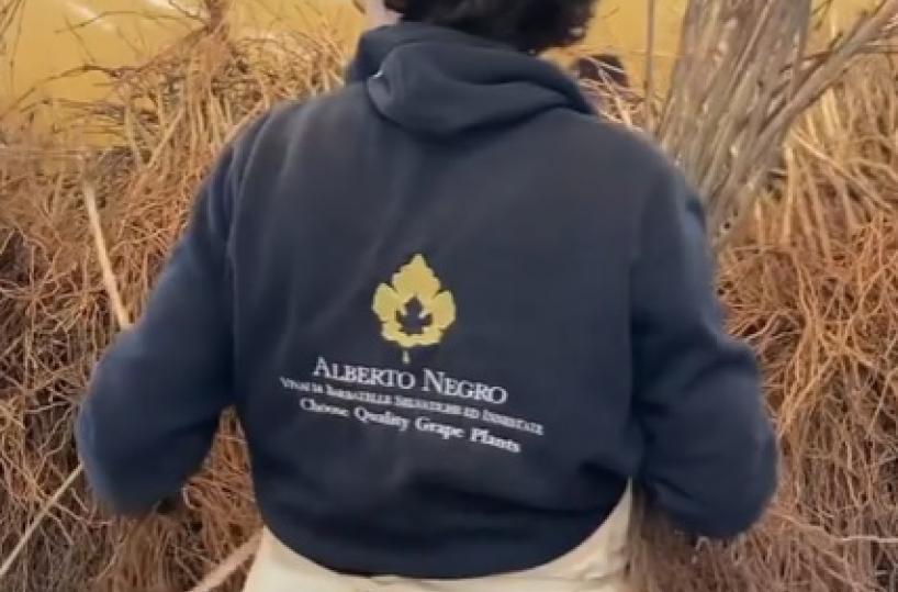 E tutto iniziò con le barbatelle