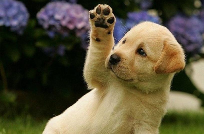 Manfredonia, tutti in campo contro il randagismo animale
