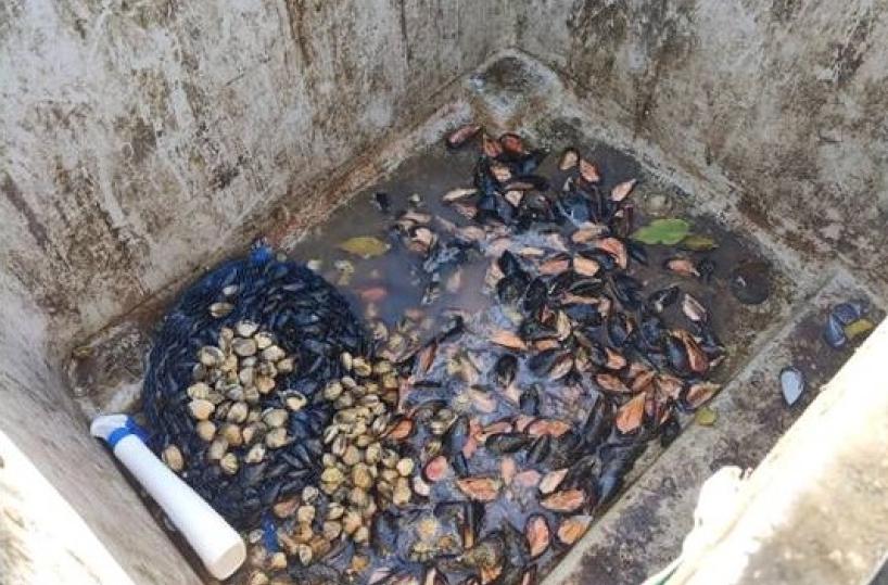 Polizia ferma auto diretta a Palagiano: nel bagagliaio 20kg di cozze e vongole, denunciato conducente