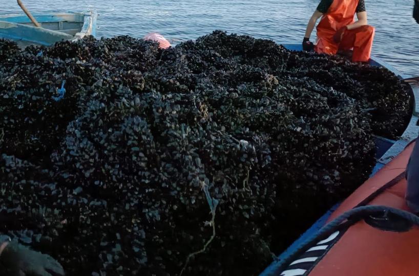 Cozze
