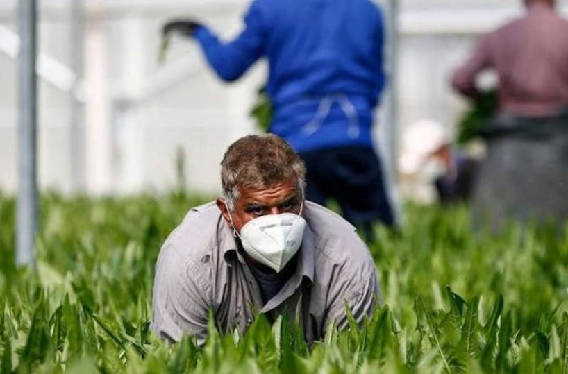 Foggia, lavoro agricolo: meno migranti e poche professionalità stabilizzate