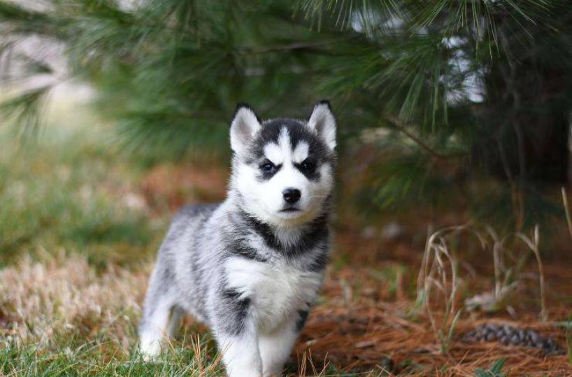 Siberian Husky