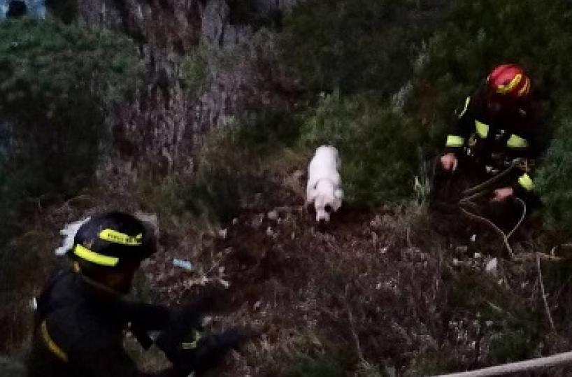 Maratea, cane rischia di cadere da costone a picco sul mare: salvato