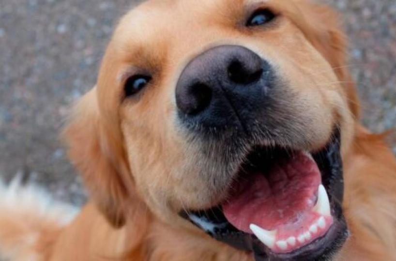 Cane domestico, la sua «faccia» parla