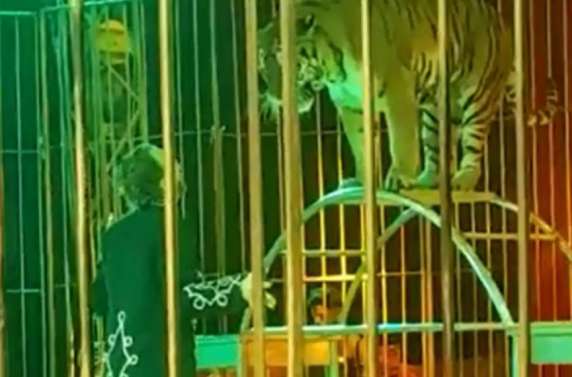 Ivan Orfei azzannato da una tigre durante uno spettacolo nel Salento