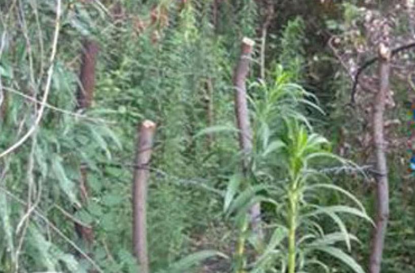 Ancona, coltivava marijuana in una casa inagibile per il sisma: denunciata trentenne