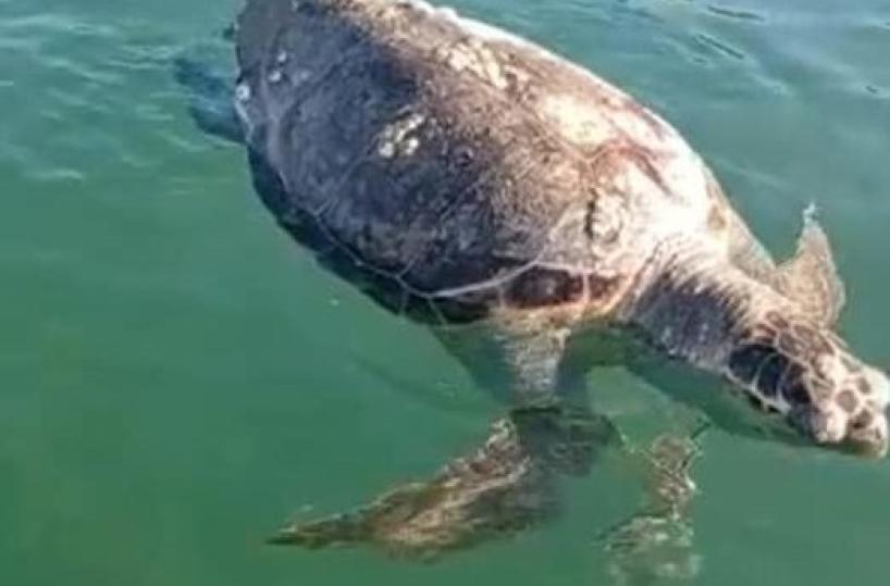 Barletta, il killer delle tartarughe colpisce ancora: secondo caso in tre mesi